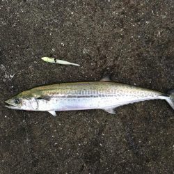 ワインドでサゴシ、アジ